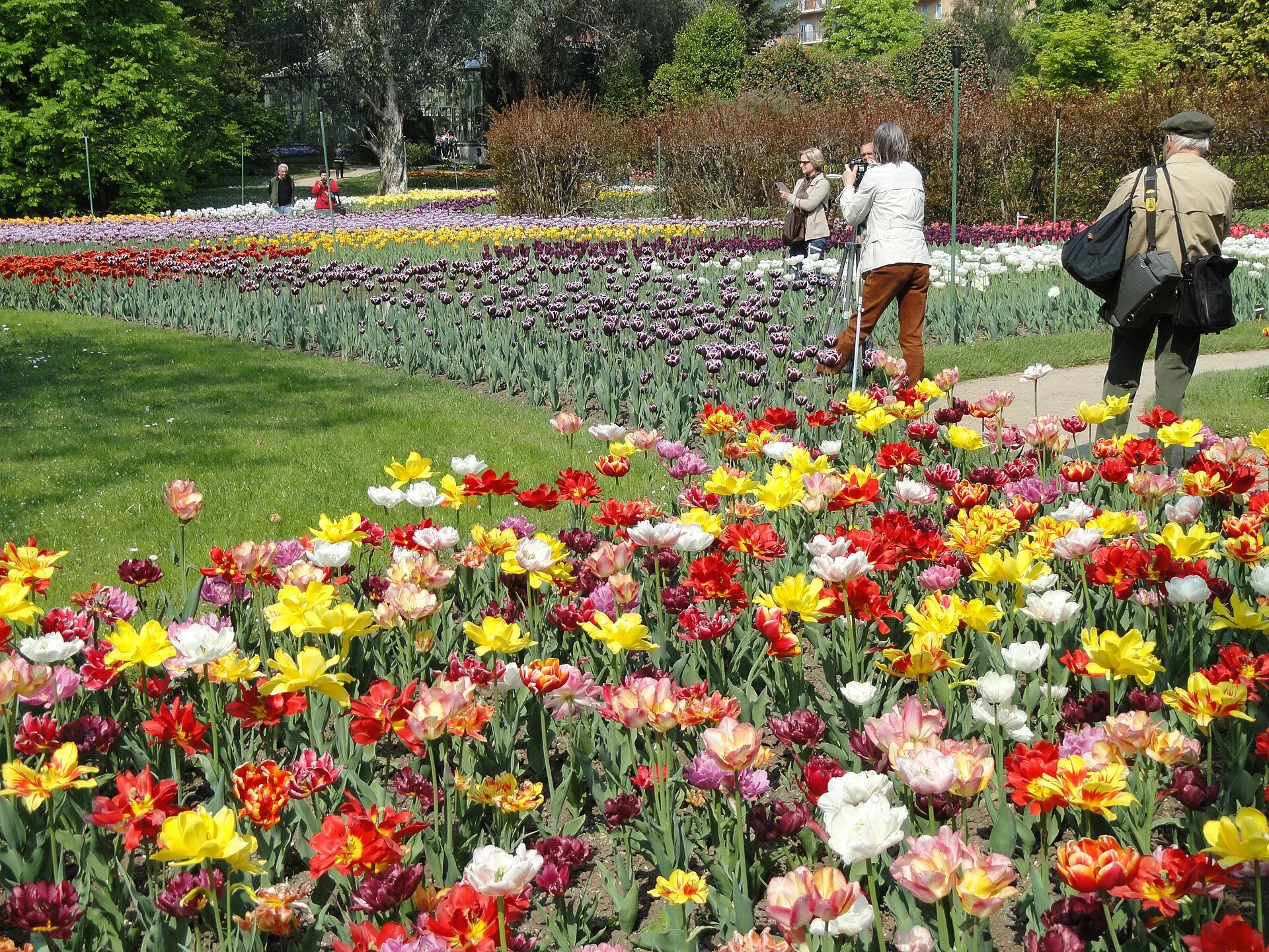 Le aiuole di tulipani fioriti nei giardini di Villa Taranto